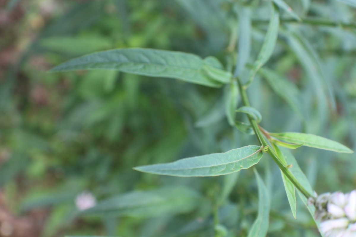 Celosia argentea L.